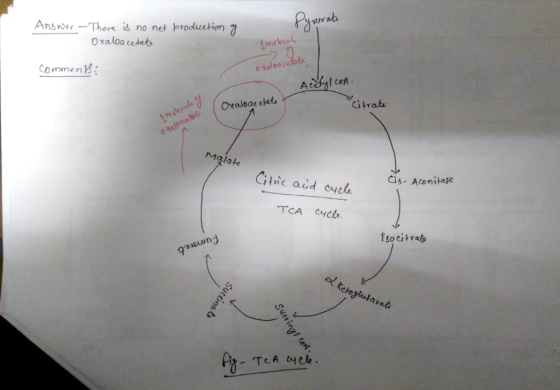 suurata Ansder -There is no net broduetion O xaloa cetet Comment COA Oraloae elet Citrate Gtvic oid ouel Cis- Atonitae the au