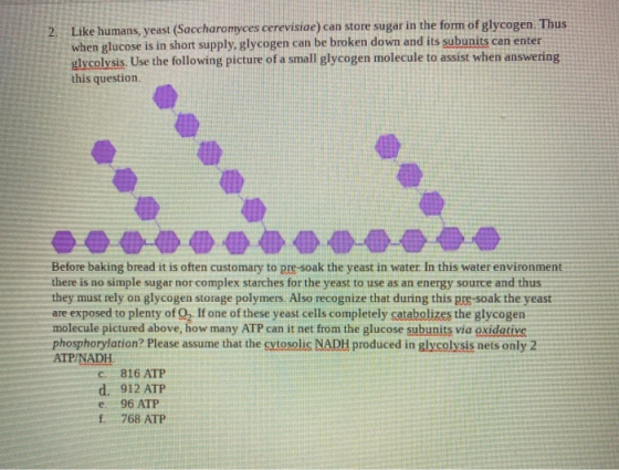 Like humans, yeast (Saccharomyces cerevisiae) can store sugar in the form of glycogen. Thus when glucose is in short supply,