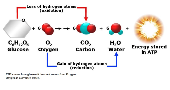 Loss of hydrogen atoms (oxidation) + 66 - 6 + 6 CH,206 0 COHO Carbon Water Glucose Oxygen Energy stored in ATP Gain of hydrog