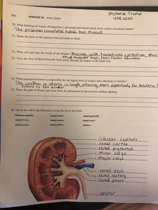 500 Melanie Trump 419 2020 EXERCISE 36 Urinary System 20. What histological feature distinguishes a proximal convoluted tubul