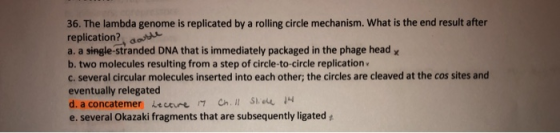 36. The lambda genome is replicated by a rolling circle mechanism. What is the end result after replication? donde a. a singl