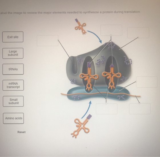 abel the image to review the major elements needed to synthesize a protein during translation Exit site Large subunit RNAs mR
