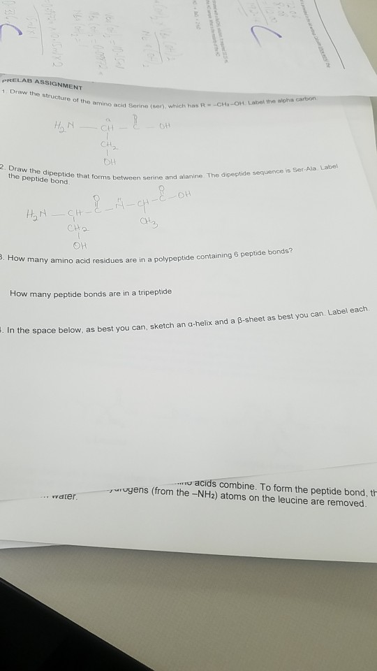 PRELAB ASSIGNMENT 1 Draw the structure of the amino acid son CH-OH Label the alpha carbon acid Sorine (en) which has R MO CHE