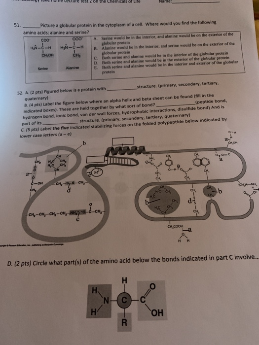 IDIOSY CORE Nne Lecture test 2 on the chemicals of Lite Name: 51. Picture a globular protein in the cytoplasm of a cell. Wher