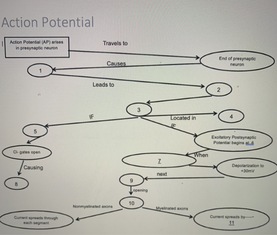 Action Potential Action Potential (AP) arises in presynaptic neuron Travels to Causes End of presynaptic neuron Leads to 2 Lo