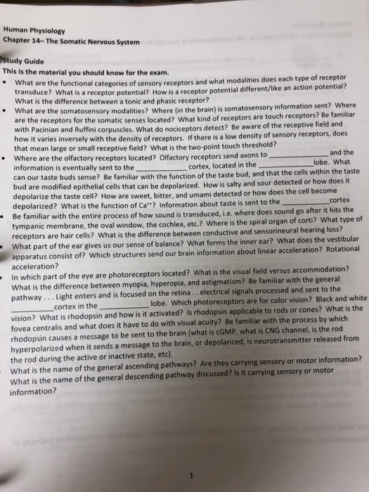 Human Physiology Chapter 14- The Somatic Nervous System Study Guide This is the material you should know for the exam. What a
