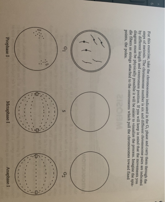 For this exercise, take the chromosomes indicated in the G, phase and carry them through the steps of meiosis. The chromosome