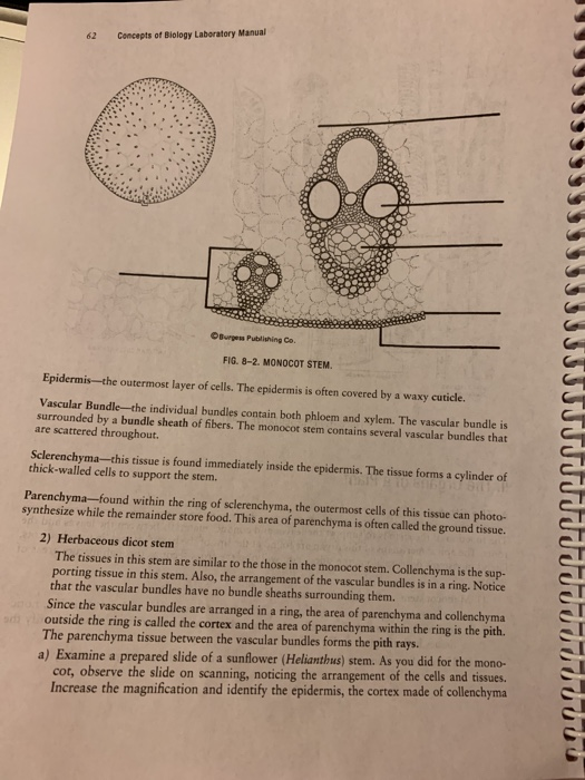 62 Concepts of Biology Laboratory Manual 2298899 O ress Publishing Co. FIG. 8-2. MONOCOT STEM. Epidermis the outermost layer