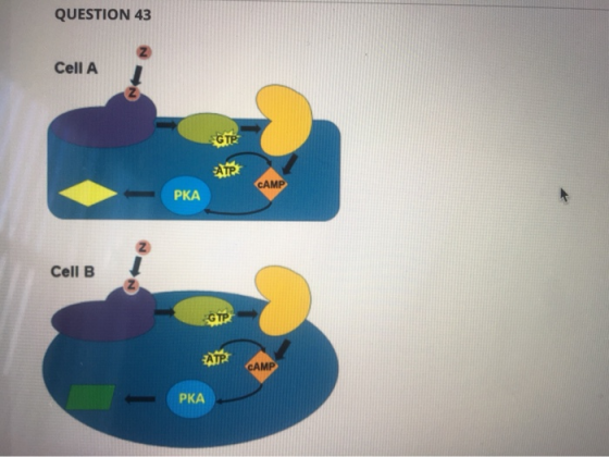 QUESTION 43 Cell A और CAMP PKA Cell B GTR AT CAMP PKA