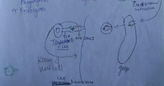 Phagolysusis & Endocytosis Endoplama reticulun TER Teutoloxic е, мис touІ To Cell Killey of nost cell golgi Rotan hembrane