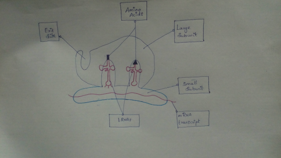 Amino Acids Exit Subunit Small ubunt m RNA transcript ERNAs