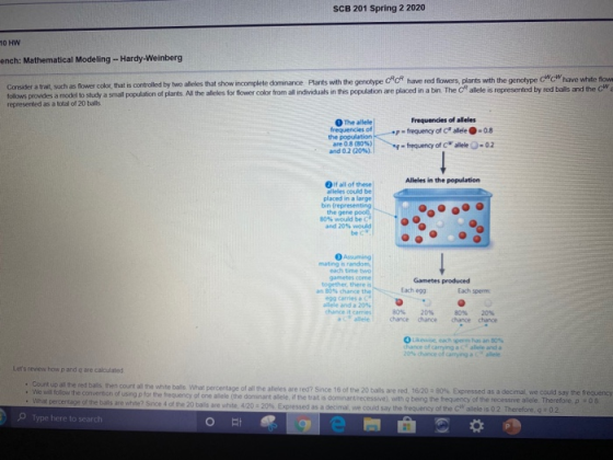 SCB 201 Spring 2 2020 10 HW ench: Mathematical Modeling - Hardy-Weinberg Consider a trat, such as flower color, that is contr