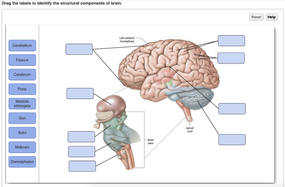 Drag the labels to identify the structural components of brain. Reset Help Left cerebral hemisphere Cerebellum Fissure Cerebr