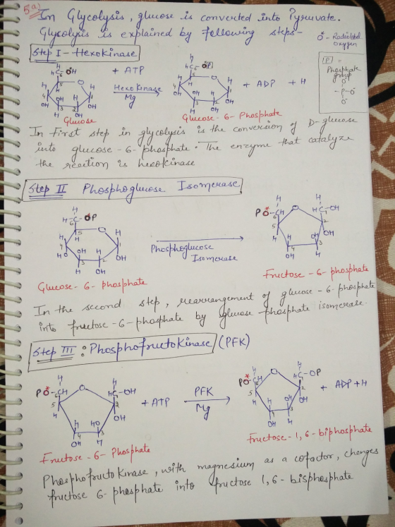 Ra) w olf IP = H ot & ADP +H group OH Glycolysis, glucose is converted into youvate. Glycolysis is explained by following Rad