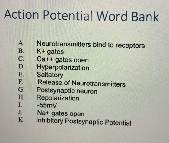 Action Potential Word Bank ŠMU Auso Neurotransmitters bind to receptors K+ gates Ca++ gates open Hyperpolarization Saltatory