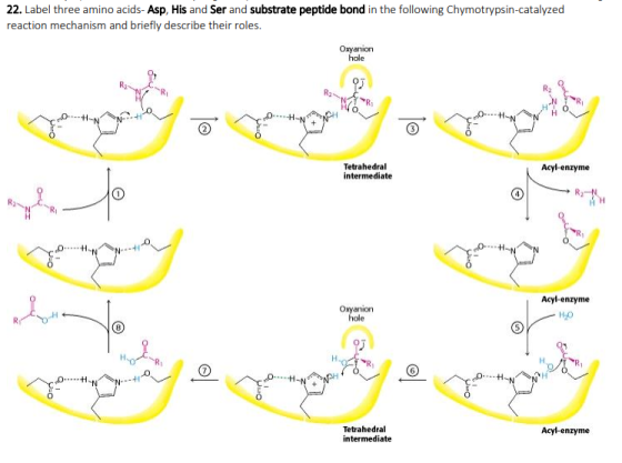 22. Label three amino acids- Asp, His and Ser and substrate peptide bond in the following Chymotrypsin-catalyzed reaction mec