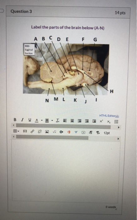 Question 3 14 pts Label the parts of the brain below (A-N) A B C D E F G Mid Sagitta Section H NML Kj BIŲ A HTML Editore A- I