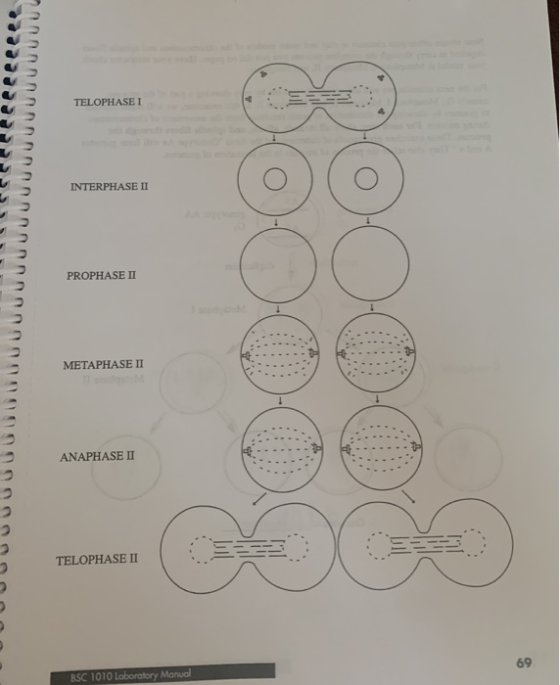 TELOPHASE I INTERPHASE II PROPHASE II UUUUUUUUUUUUUUUUUUUUUUUUUUUUUUUUUUUUUU 000000 METAPHASE II ANAPHASE II TELOPHASE II BSC