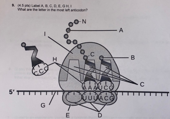 9. (4.5 pts) Label A, B, C, D, E, G H I What are the letter in the most left anticodon? ON AA AU C 5 TTTTTT דדוווי{ מטטש)
