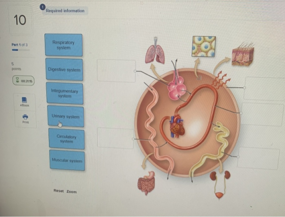 Required information Part 1 of 3 Respiratory system points Digestive system 8 00:31:15 Integumentary system Urinary system Ci