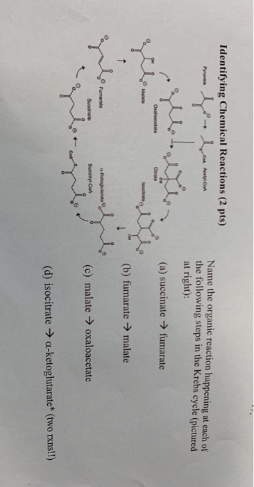 Identifying Chemical Reactions (2 pts) Pro ho fan cost can Name the organic reaction happening at each of the following steps