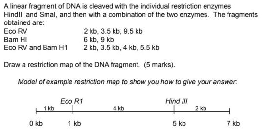 A linear fragment of DNA is cleaved with the individual restriction enzymes Hindill and Smal, and then with a combination of
