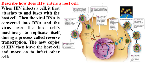 Describe how does HIV enters a host cell. When HIV infects a cell, it first attaches to and fuses with the host cell. Then th