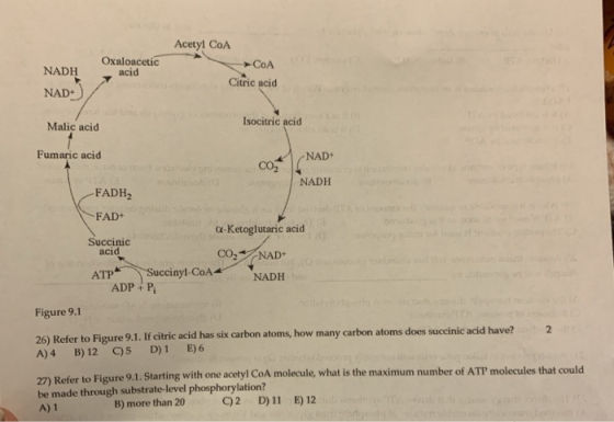 Oxaloacetic Acetyl Coa » Coa Citric acid acid NADH NAD Malic acid Isocitric acid Fumaric acid NAD CO2 NADH FADH, FAD+ Q-ketog