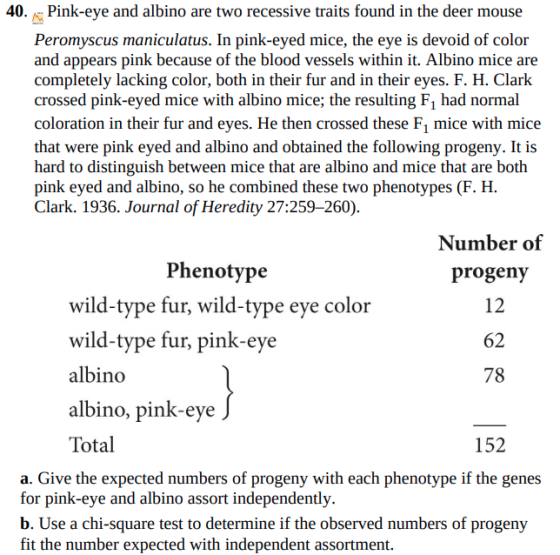 40. Pink-eye and albino are two recessive traits found in the deer mouse Peromyscus maniculatus. In pink-eyed mice, the eye i