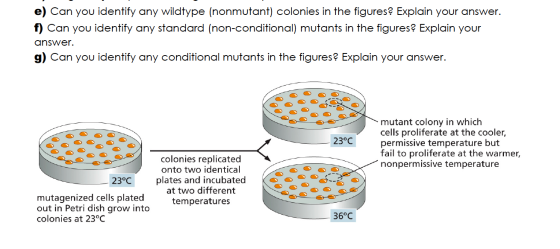 e) Can you identify any wildtype (nonmutant) colonies in the figures? Explain your answer. f) Can you identify any standard (