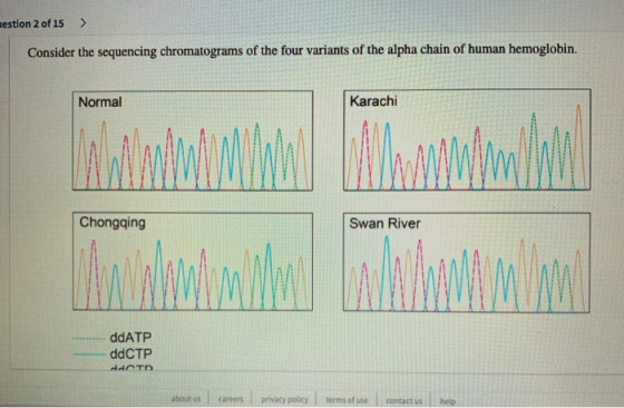 mestion 2 of 15 > Consider the sequencing chromatograms of the four variants of the alpha chain of human hemoglobin. Normal K
