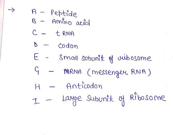 I ♡ Joc A. Peptide B - Amino acid c- t RNA D - codon E - Small subunit of vibosome 9 - MRNA (messenger RNA) H - Anticodon I -