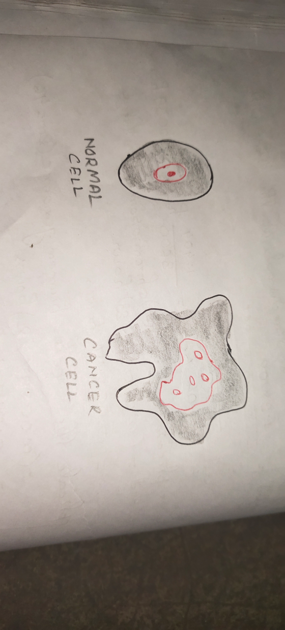 NORMAL CELL CELL