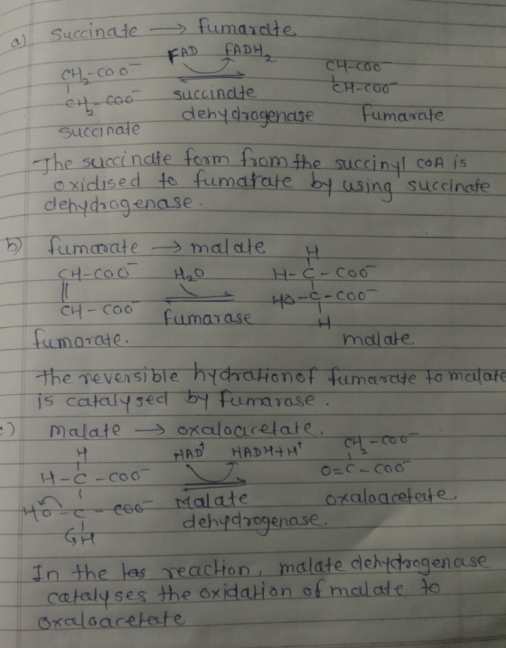 a FAD FADH CH₂-Coo- succinate succinate fumarate CH-Coo CH-coo dehydrogenase Fumarate succinate The succinate form from the s