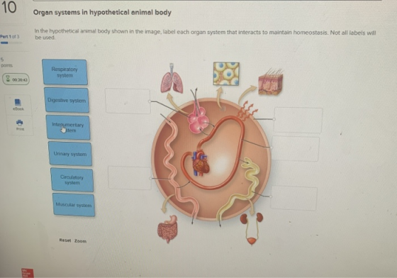 10 Organ systems in hypothetical animal body Part 1 of 3 In the hypothetical animal body shown in the image, label each organ