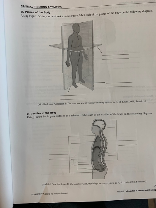 CRITICAL THINKING ACTIVITIES A. Planes of the Body 8 Figure 5-3 in your textbook as a reference, label each of the planes of
