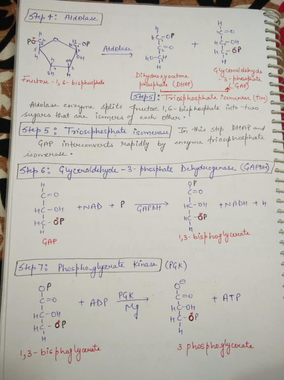 Step 4: Aldolase) AC - OP н 46=0 HGOH HC ŠP 16 - OP Aldolase hh oh 104 HO-CH H on Dihydroxyacetone Fructose-1, 6- bisphosphat