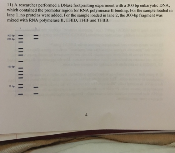 11) A researcher performed a DNase footprinting experiment with a 300 bp eukaryotic DNA, which contained the promoter region for RNA polymerase II binding. For the sample loaded in lane 1, no proteins were added. For the sample loaded in lane 2, the 30-bp fragment was mixed with RNA polymerase II, TFIID,TFIIF and TFIIB. 300 bp 250 bp 150 bp 75 bp