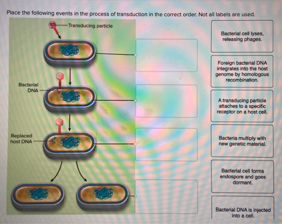 Place the following events in the process of transduction in the correct order. Not all labels are used. Transducing particle