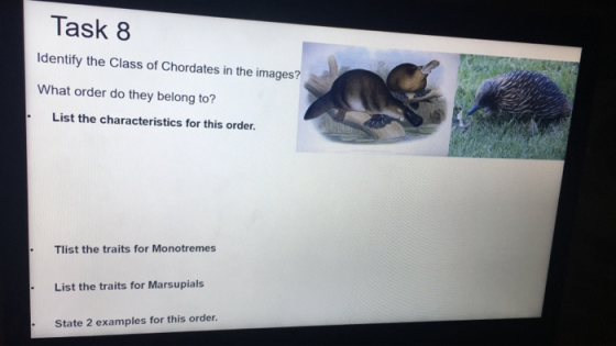 Task 8 Identify the Class of Chordates in the images? What order do they belong to? List the characteristics for this order.