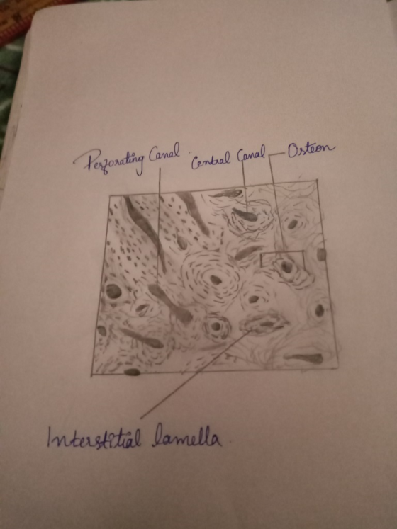 Perzorating Canal Central Canal Osteon Interstitial lamella