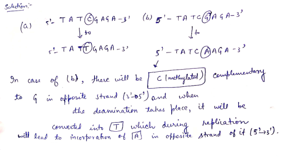 Solution- TAT©G AGA-B (b) 5TA TOG AGA-3² SLTA TOGAGA -3° 5-TATO@AGA - 3² In case of (b), there will be c I methylated comp