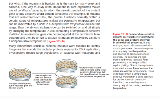 But what if the organism is haploid, as is the case for many yeast and bacteria? One way to study lethal mutations in such or
