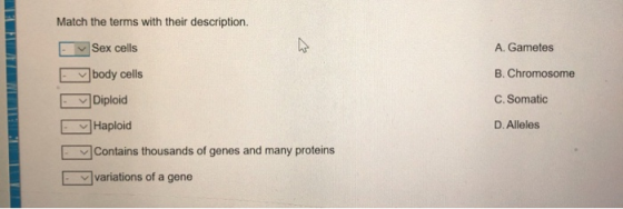 Match the terms with their description. A. Gametes B. Chromosome Sex cells body cells Diploid Haploid C. Somatic D. Alleles C