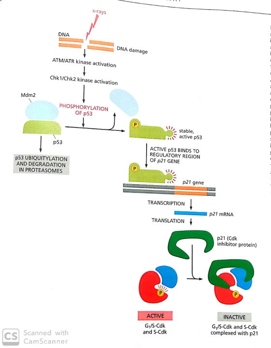 X-rays DNA DNA damage ATM/ATR kinase activation Chk1/Chk2 kinase activation Mdm2 PHOSPHORYLATION OF p53 stable, active p53 p5