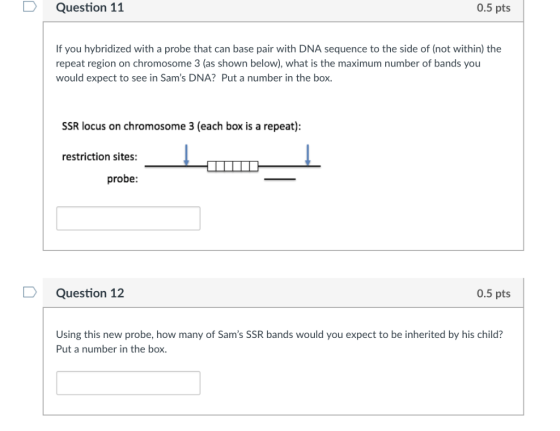 Question 11 0.5 pts If you hybridized with a probe that can base pair with DNA sequence to the side of (not within) the repea