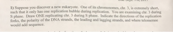I) Suppose you discover a new eukaryote. One of its chromosomes, chr. 3, is extremely short, such that it only has one replication bubble during replication. You are examining chr. 3 during S phase. Draw ONE replicating chr. 3 during S phase. Indicate the directions of the replication forks, the polarity of the DNA strands, the leading and lagging strands, and where telomerase would add sequence.
