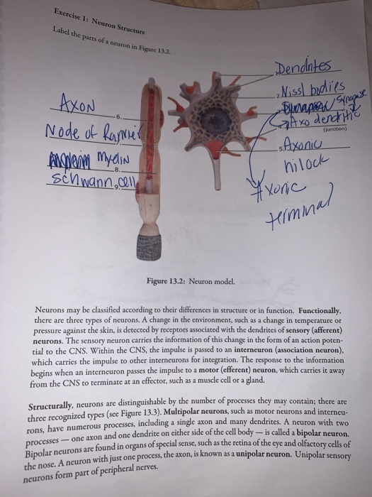 Label the parts of a neuron in Figure 13.2 Exercise 1: Neuron Structure AXON Node of Ranvier Dendites -2 Niss/ bodies RAxo de