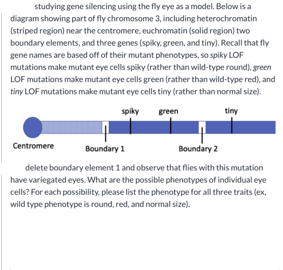 studying gene silencing using the fly eye as a model. Below is a diagram showing part of fly chromosome 3, including heteroch