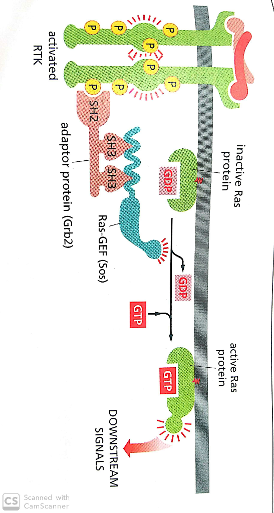inactive Ras protein active Ras protein GDP GDP W GTP F P 111 GTP SH3 SH3 Ras-GEF (Sos) DOWNSTREAM SIGNALS PSH2 adaptor prote